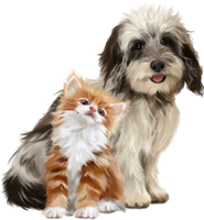 a cute dog and cat